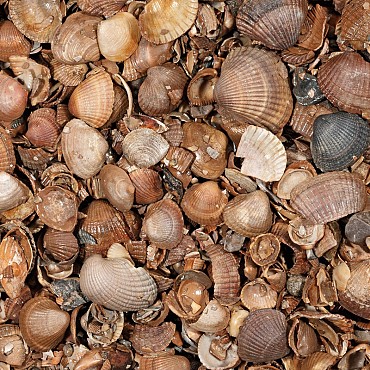 Schelpen 3-20 mm(Zak)