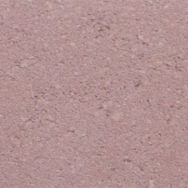 Bisschopmuts Heide paars 8cm