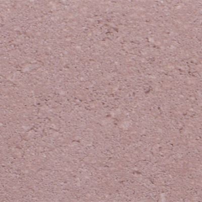 Bisschopmuts Heide paars 8cm